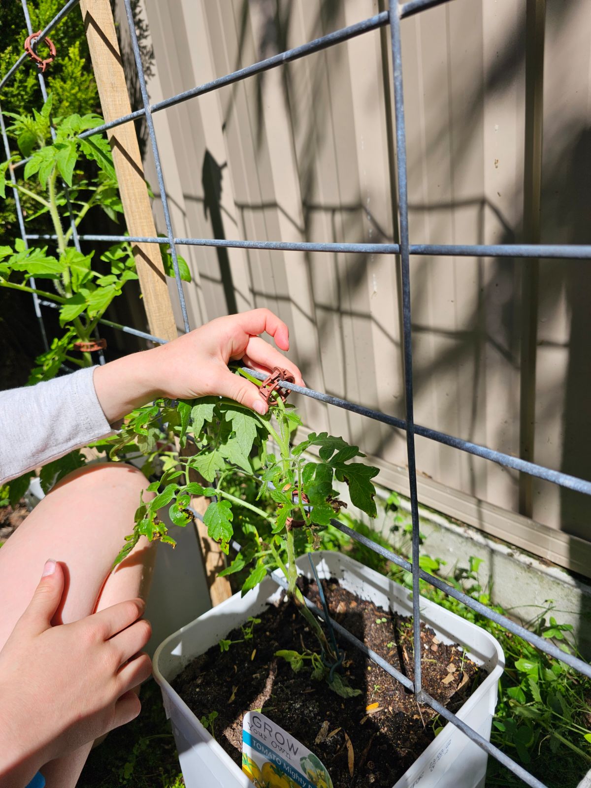 ClipTys - The quick and easy way to secure your plants.