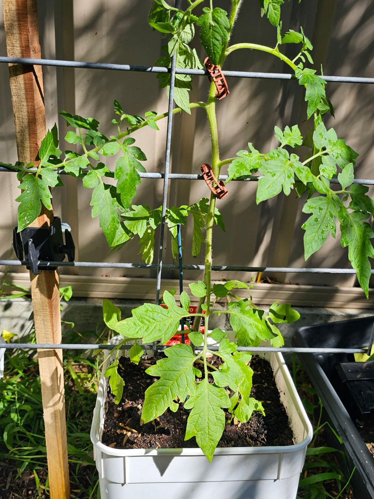 ClipTys -  The quick and easy way to secure your plants. Perfect for your tomatoes!