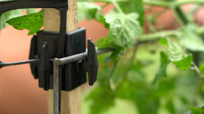FryTys - perfect for training tomatoes. Australian Made and Designed. Attached easily to gardening stakes, mesh fencing and wire frames. Replace your old garden stake hooks with FryTys!